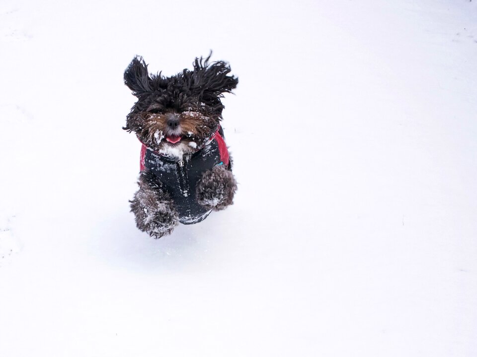 Animal winter cute
