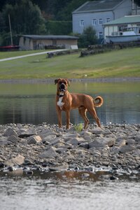Animal dog river photo