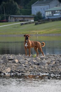 Animal dog river