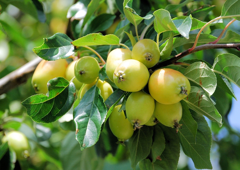 Green organic sweet