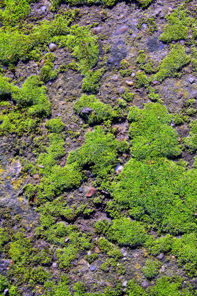 Landscape environment moss