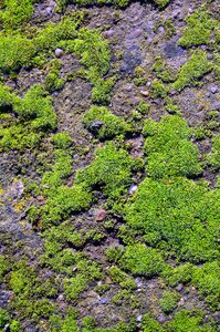 Landscape environment moss