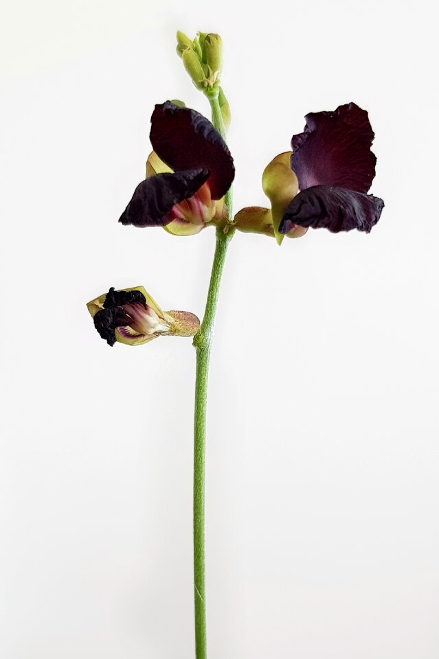 Purple bushbean vine leaf