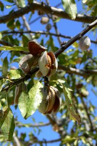 Nature plant almond tree