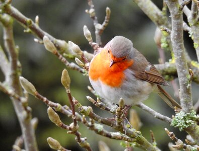 Songbird sitting branch photo