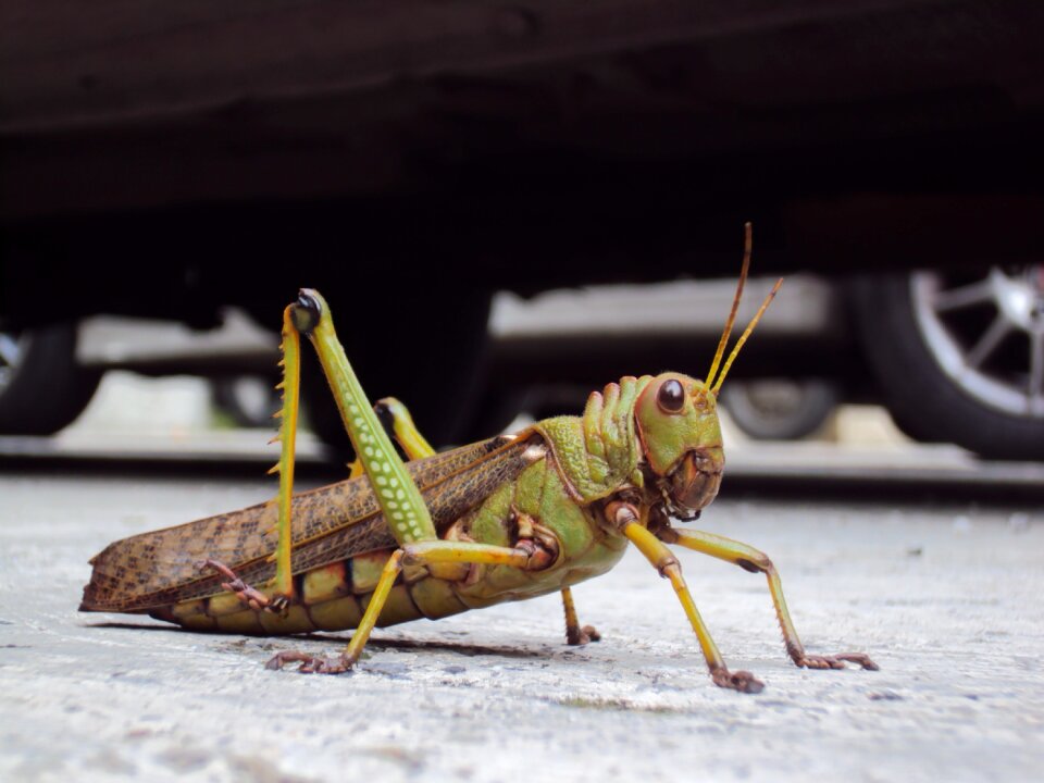 Animalia insect one