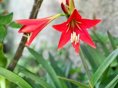 Plant leaves garden photo