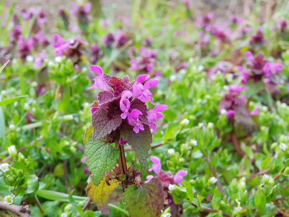 Plant nature flowers