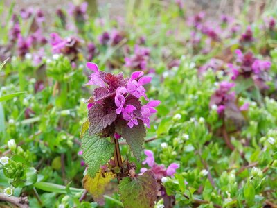 Plant nature flowers