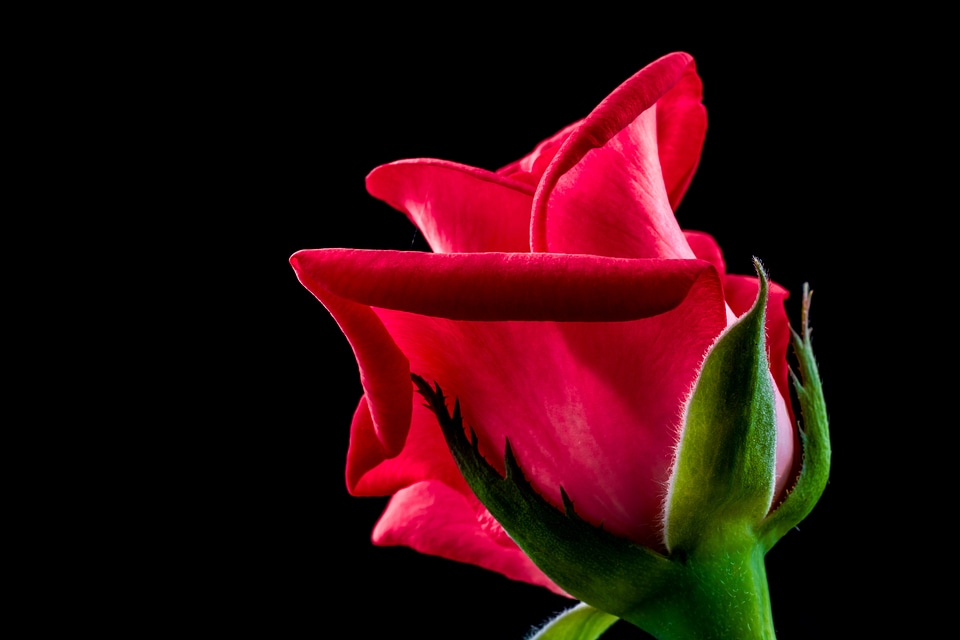 Flower blossom bloom