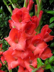 Nature leaf red gladiolus photo