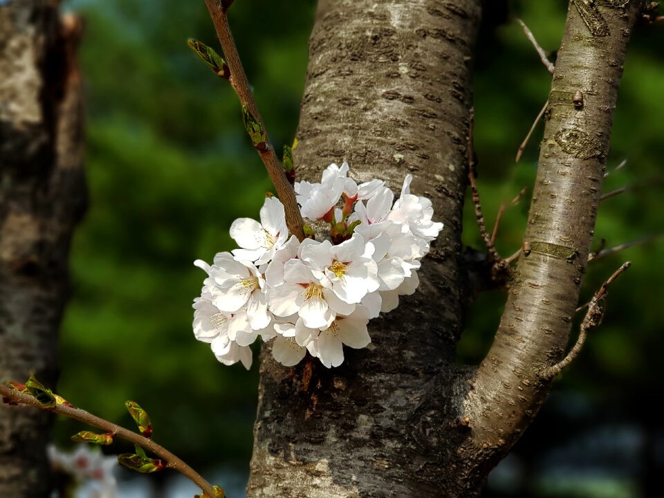 Outdoors cherry blossom nakdong river