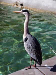 Animal world animal heron