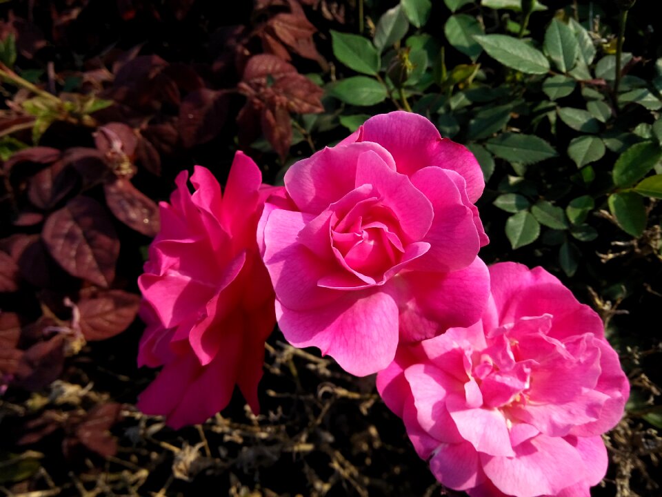 Nature plant garden
