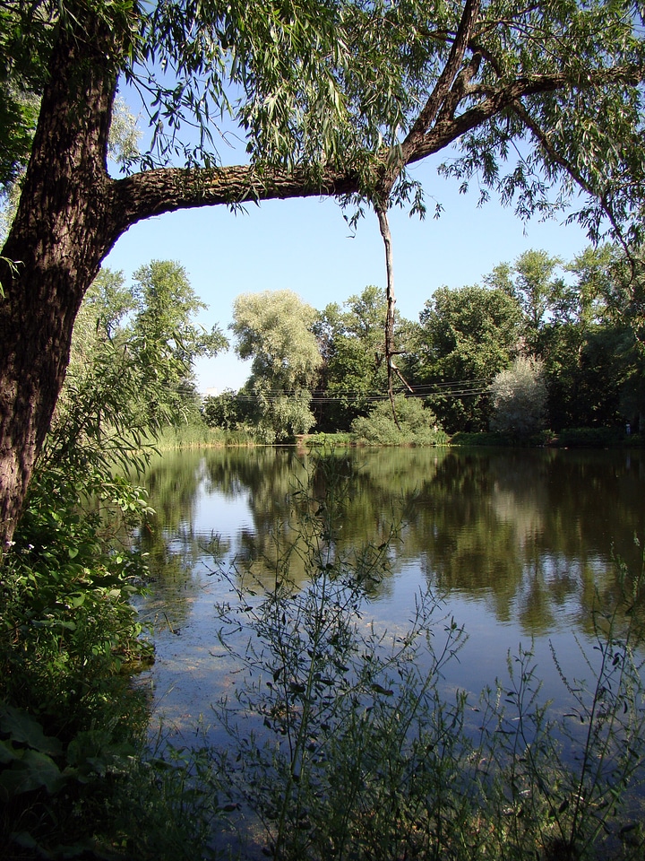 Summer trees nature