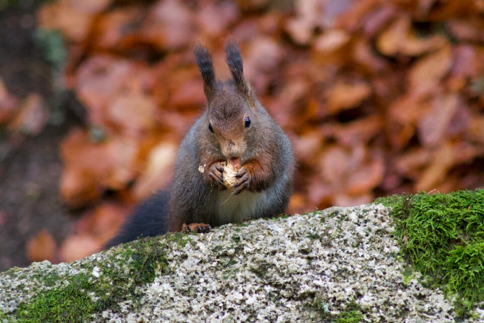 Wood mammal cute
