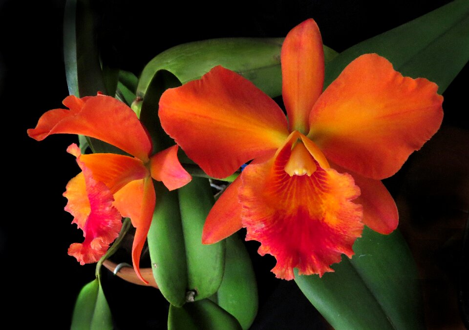 Orchid petal orange