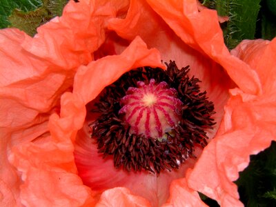 Flora garden poppy