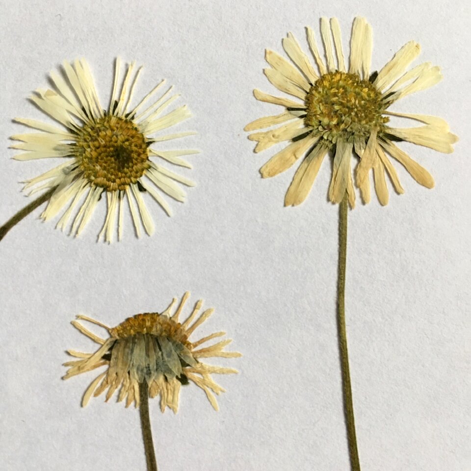 Garden blossom bloom