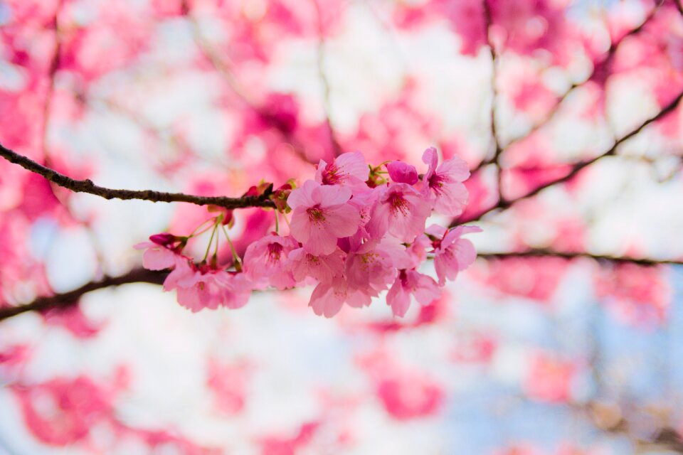 Nature season sakura