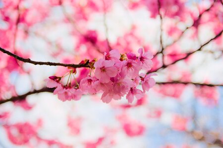 Nature season sakura photo