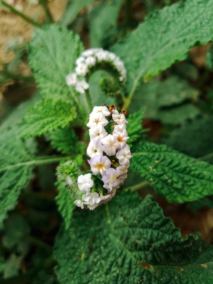 Plant natural white flower