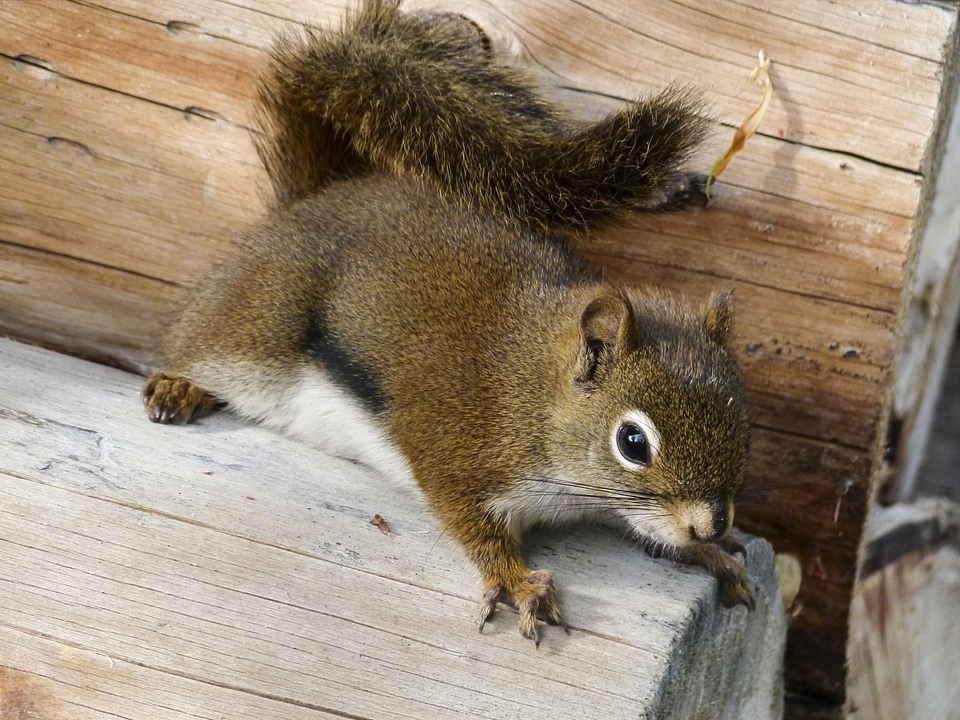 Wildlife squirrel outdoors