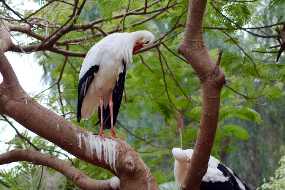 Zoo bird Free photos