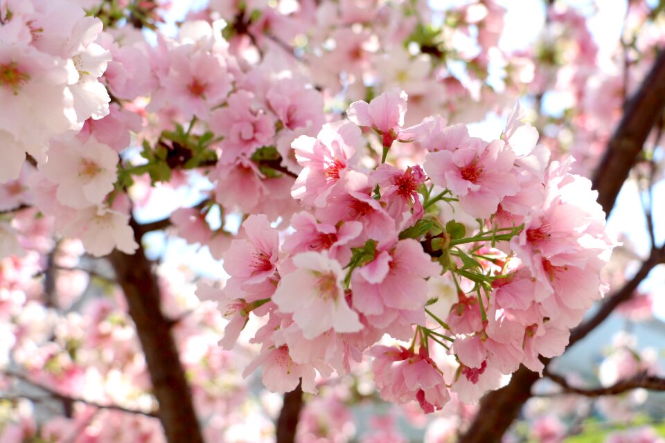 Flower branch tree photo