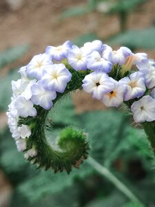 Plant natural white flower photo