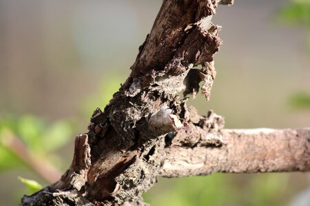 Living nature wood bark