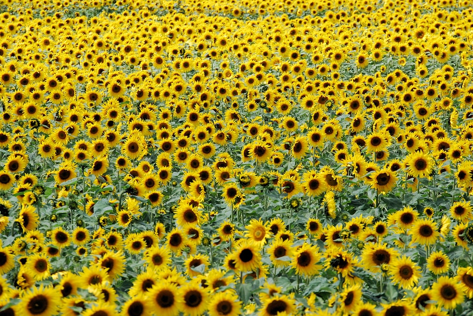 Yellow summer agriculture