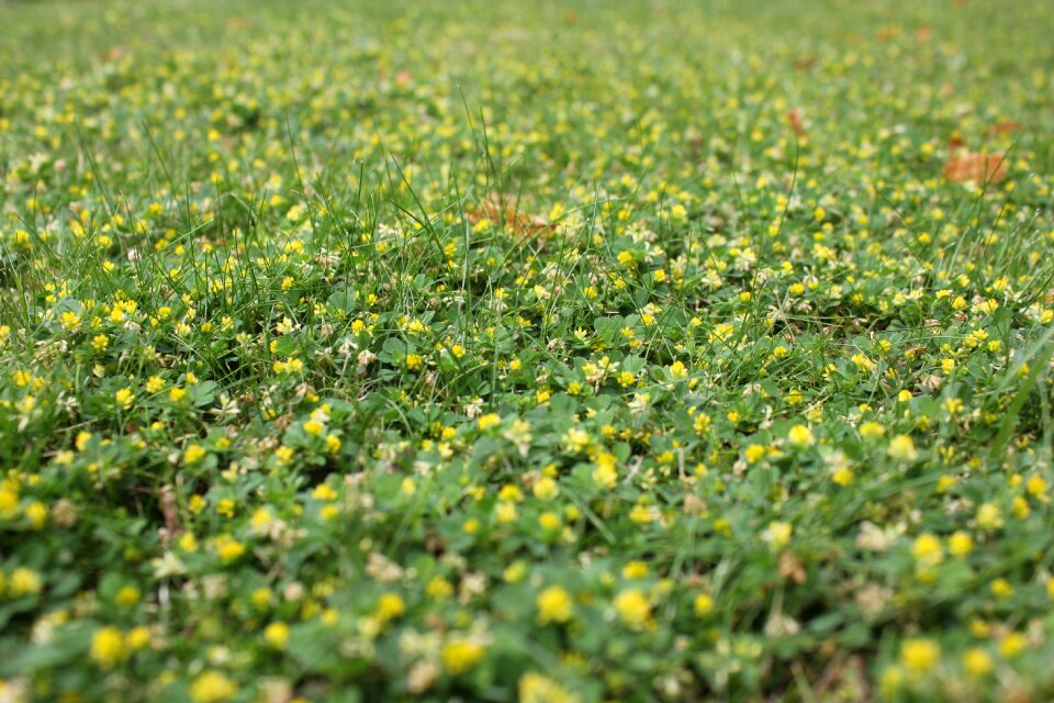 Nature growth