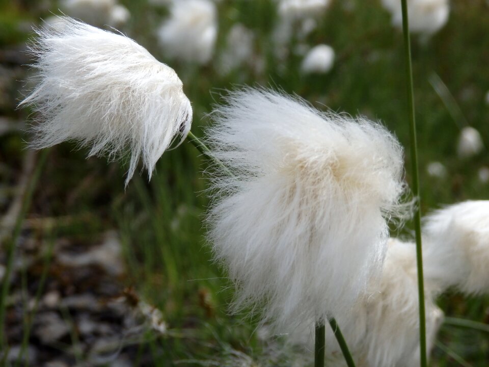 Nature feather grass