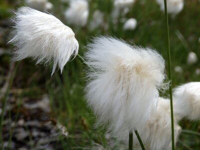 Nature feather grass