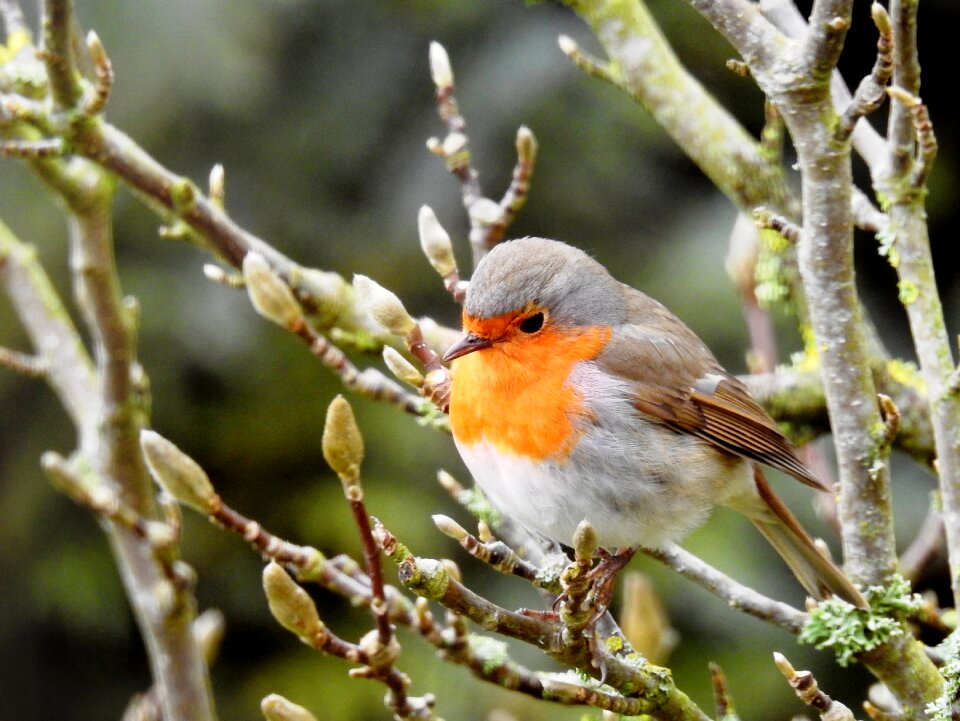 Songbird small bird nature