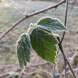 Frost branch blackberry photo