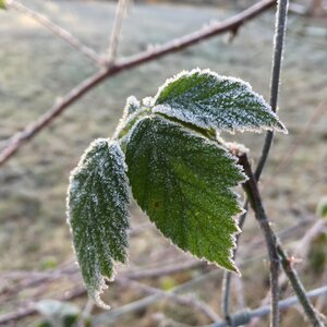 Frost branch blackberry