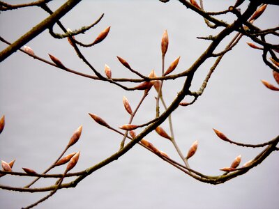 Sky buds mist