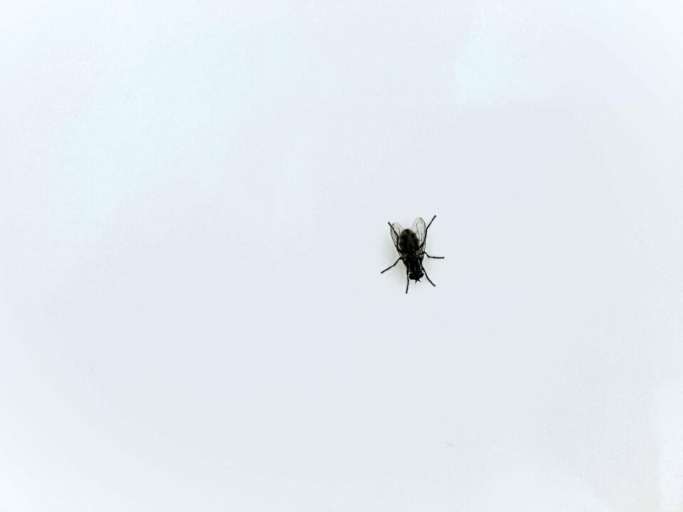 Fly silhouette