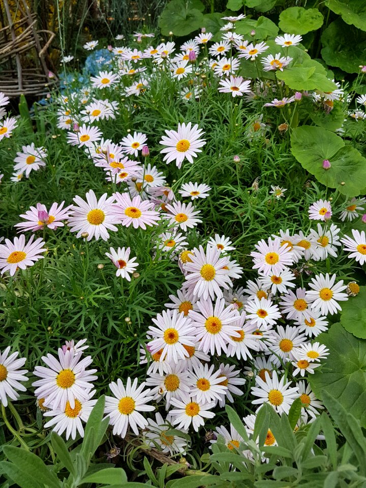 Garden floral summer
