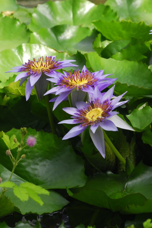 Leaf garden botany
