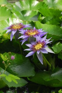 Leaf garden botany