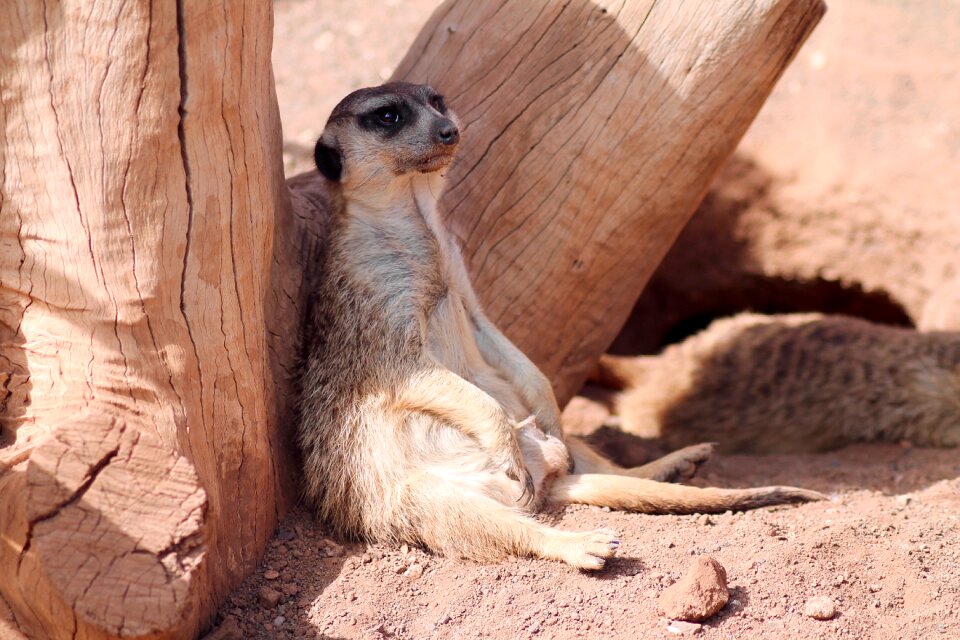 The animal kingdom cute mongoose