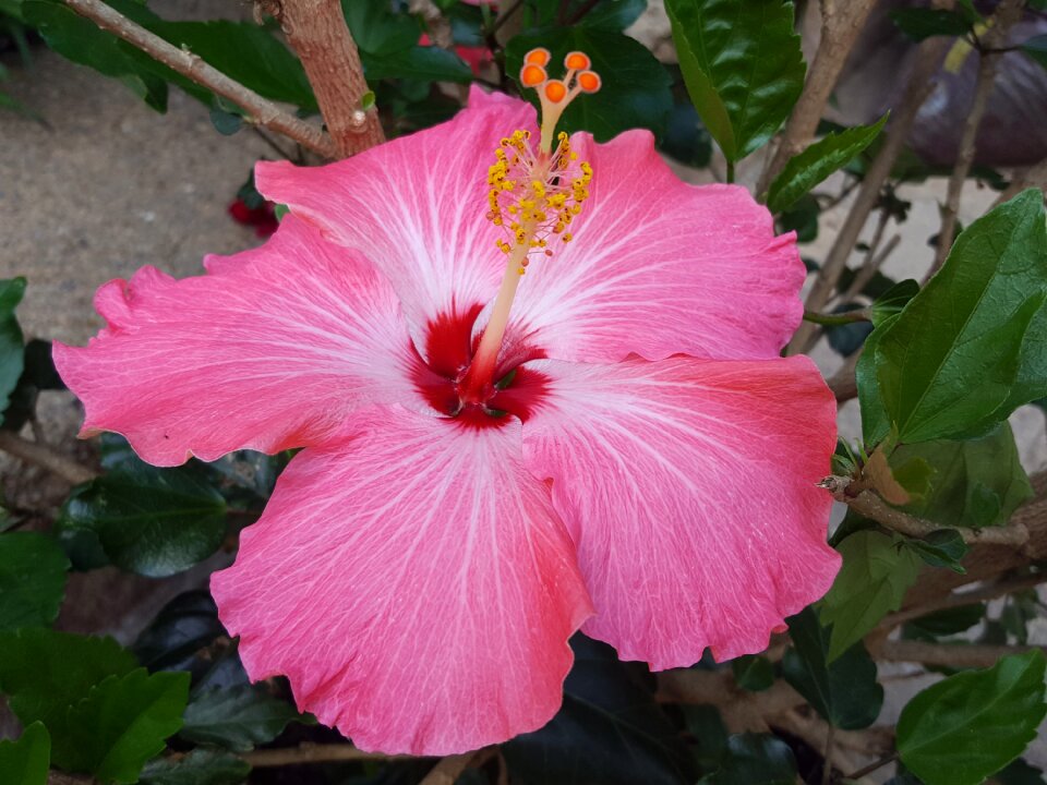 Garden leaf hibiscus
