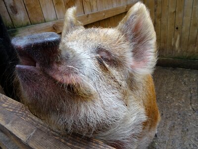 Fur domestic pig