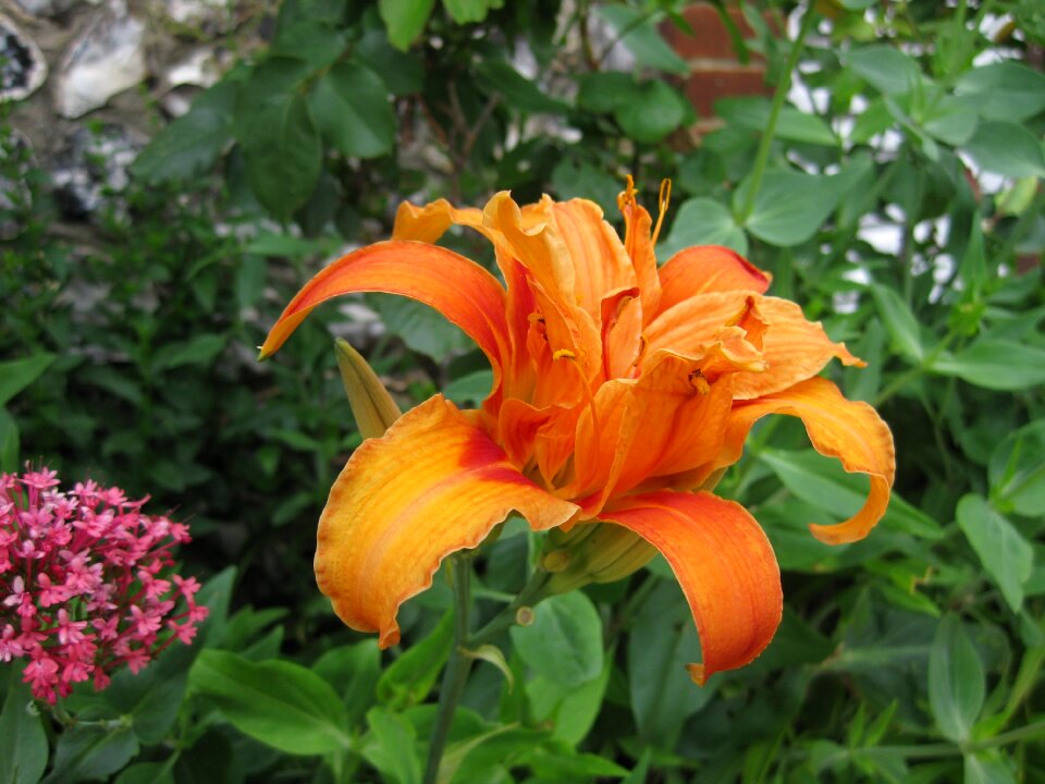 Nature summer orange day lily