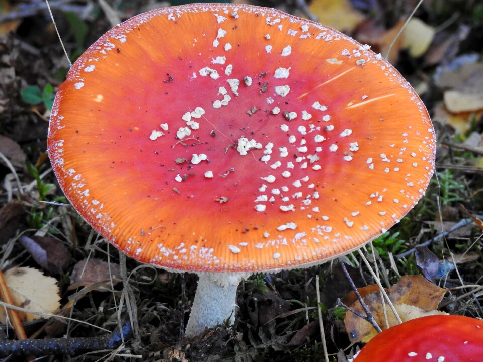 Fungus wood outdoor