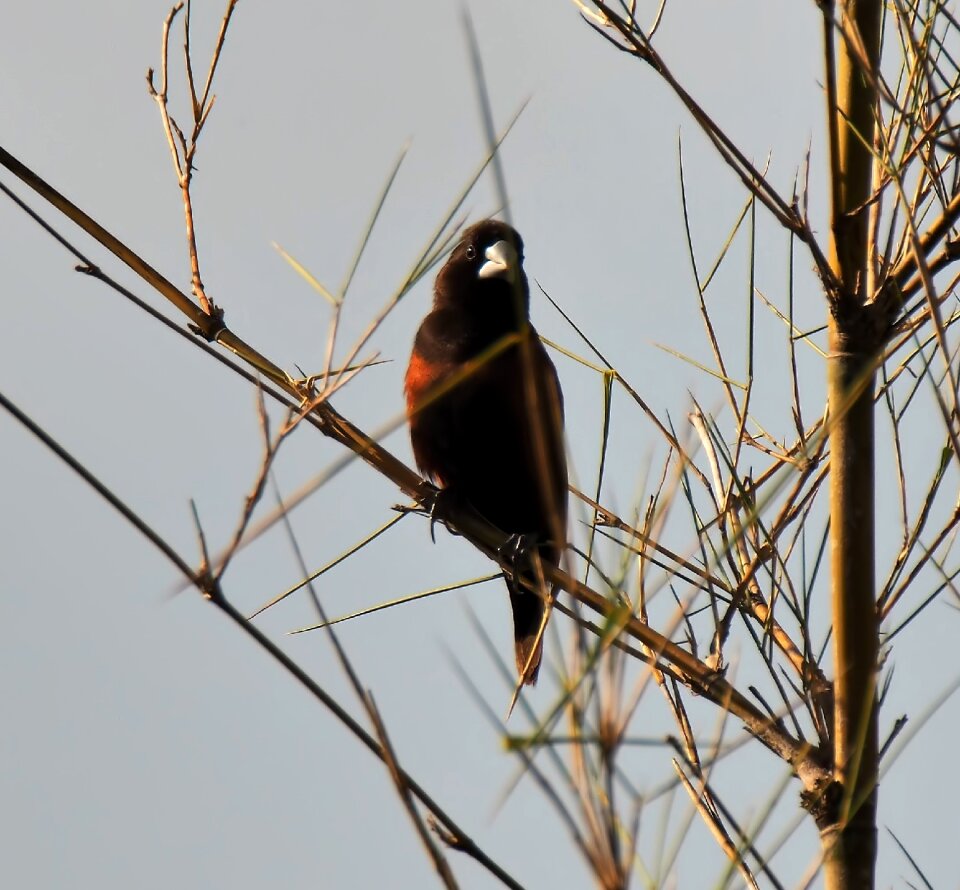 Tree nature animal