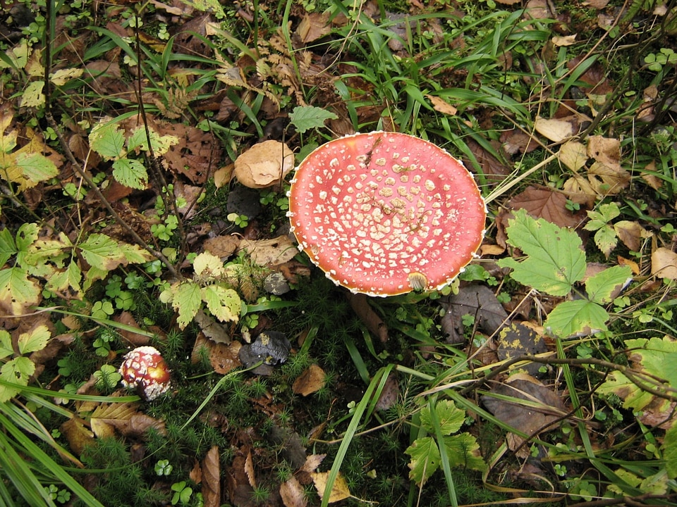 Wild forest plants